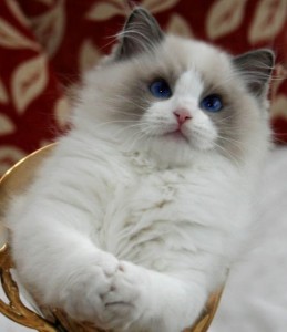 cat litter pads
