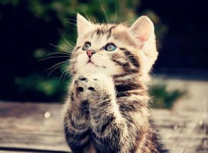 Cat.Good Night Prayers
