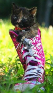 Misty by Ashley Mendoza