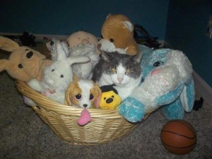 Shank is nominated by Jessica Stewart