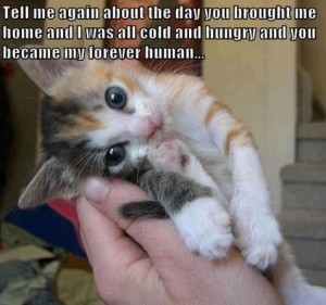 Cat.Adoption tell me story