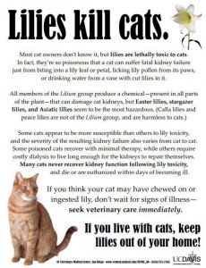 Cat.Lillies Kill Cats