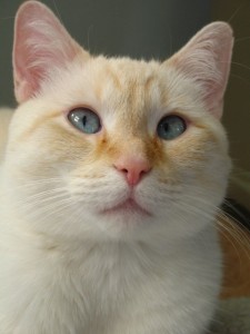 Odor Free Litter Box