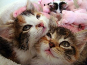 Get rid of litter box odor