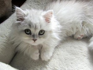 Cat Litter Pad