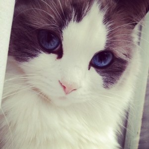 Get rid of litter box odor